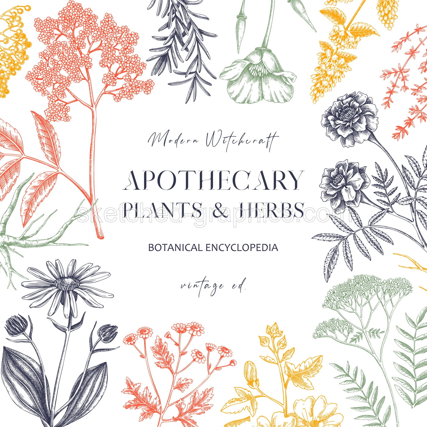 Apothecary plant frame design. Witchcraft background. Herbal remedies, medicinal plant, witch herbs, natural medicine hand-drawn vector illustration. Vinatge card template. NOT AI genereted Illustration